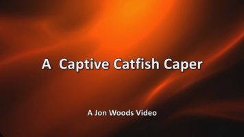 A Captive Catfish Caper – The Complete Video